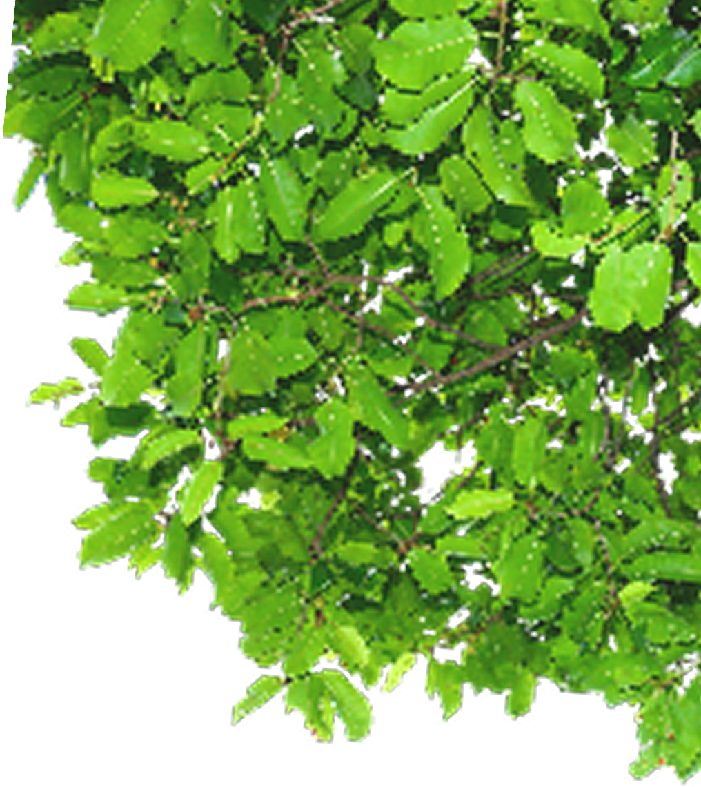rotated tree
